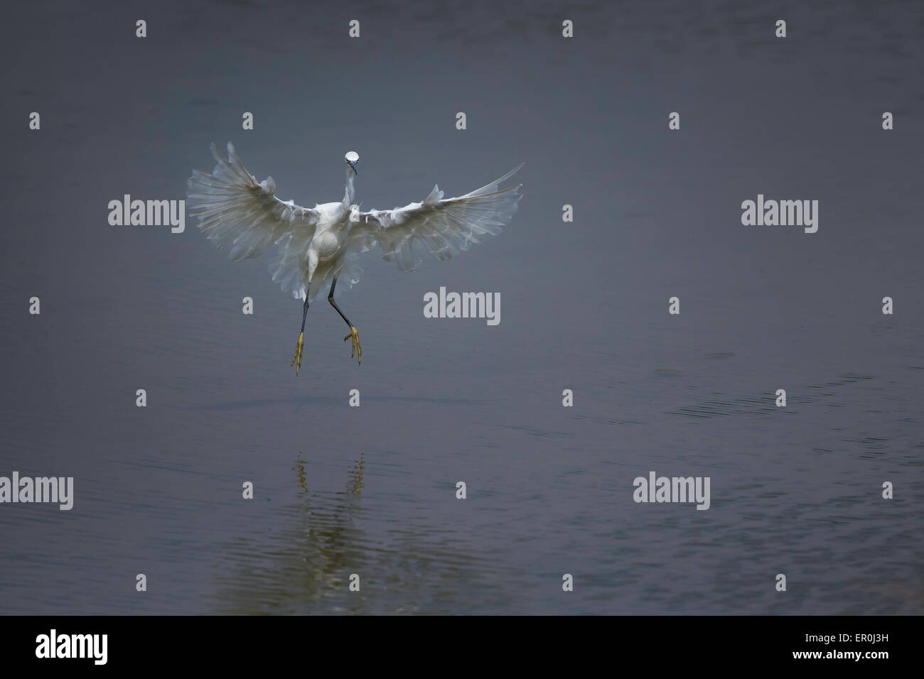 Aigrette d’atterrissage Banque D'Images
