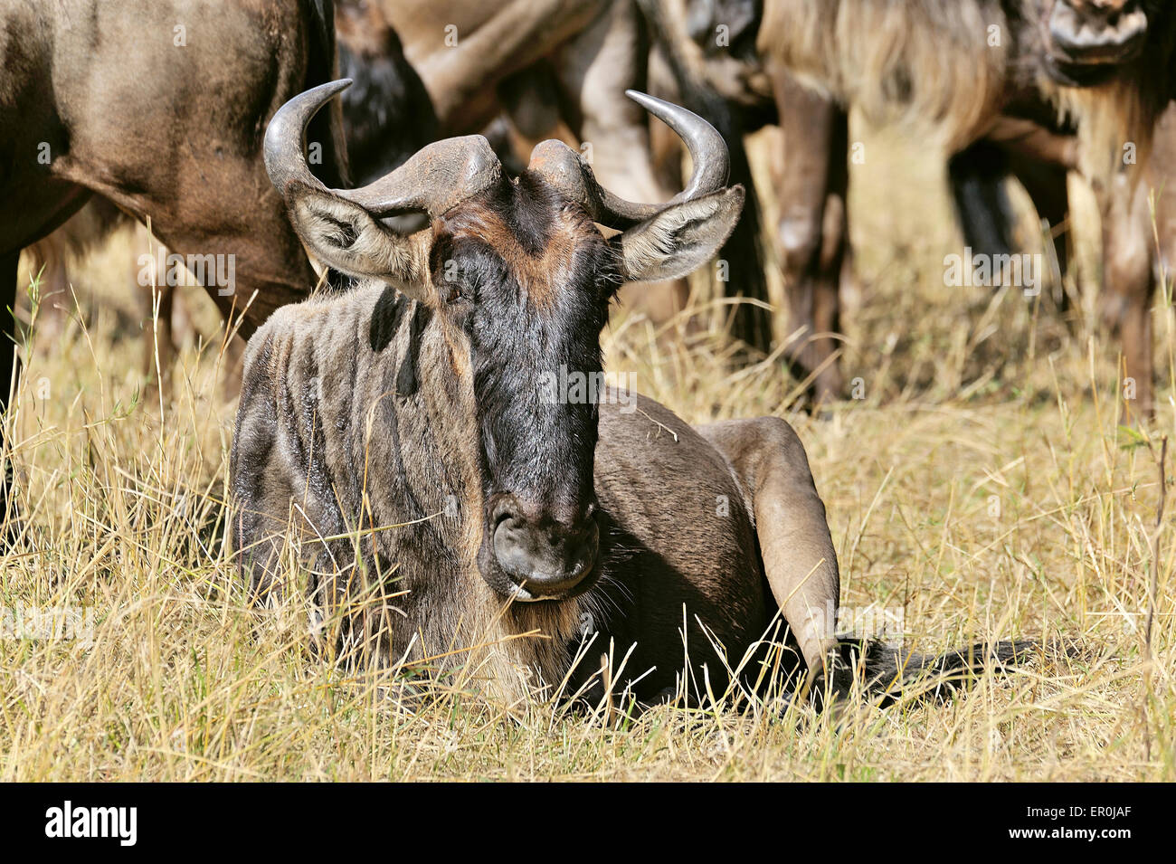 Des gnous dans le Masai Mara Banque D'Images