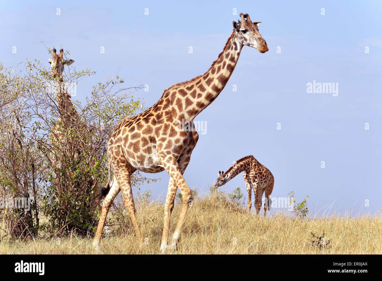 Les Girafes dans le Masai Mara Banque D'Images