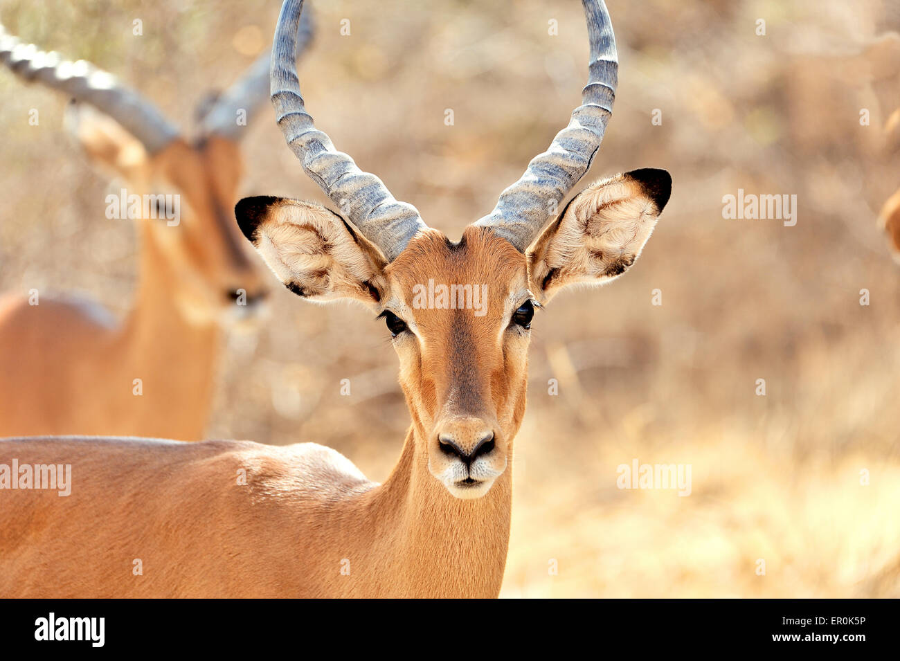 Le beau visage d'un Impala antilope, le ciel bleu de l'Afrique en miroir dans ses yeux Banque D'Images