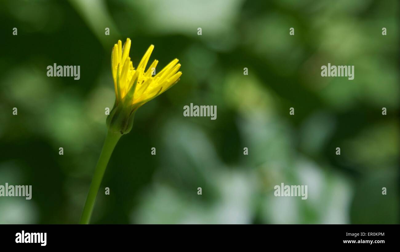 Plan macro sur une fleur jaune. Banque D'Images
