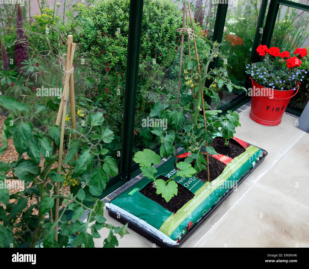 Les plants de tomates qui poussent dans une Growbag dans une serre RHS Chelsea Flower Show 2015 Banque D'Images