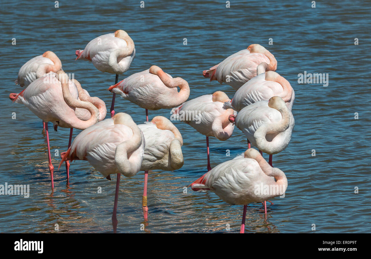 Les flamants roses de couchage Banque D'Images