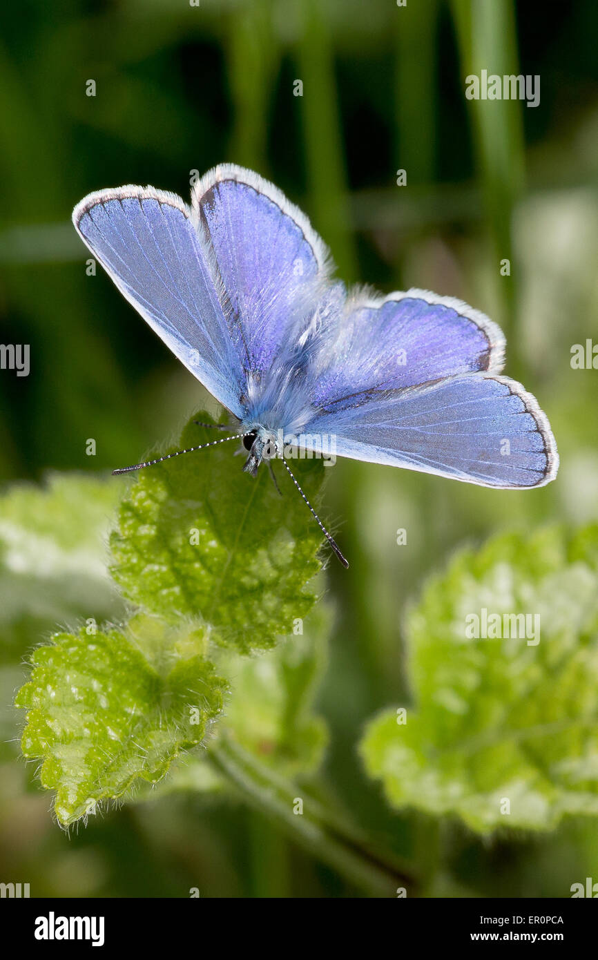 Une chaude journée de mai et d'un papillon bleu commun (Polyommatus icarus) incombe au soleil. Banque D'Images
