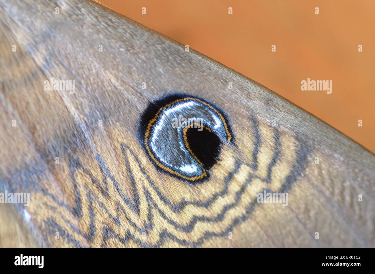 Aile papillon close up avec marquage des yeux Banque D'Images