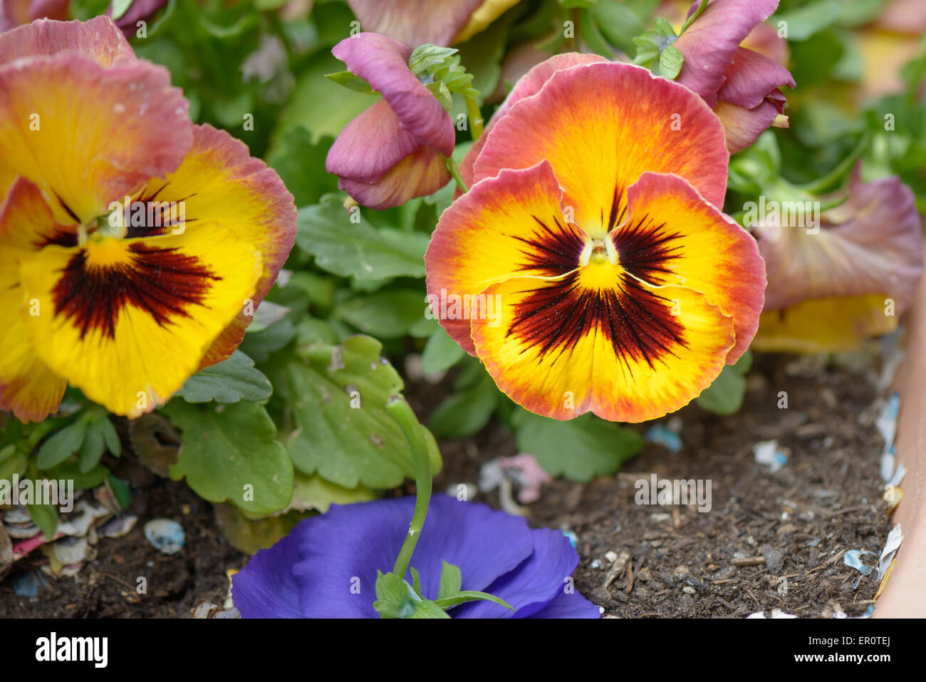 Fleur violette de pensée avec des pétales jaune et rouge Photo Stock - Alamy