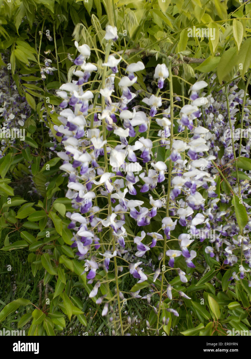 Fleur de glycine Banque D'Images