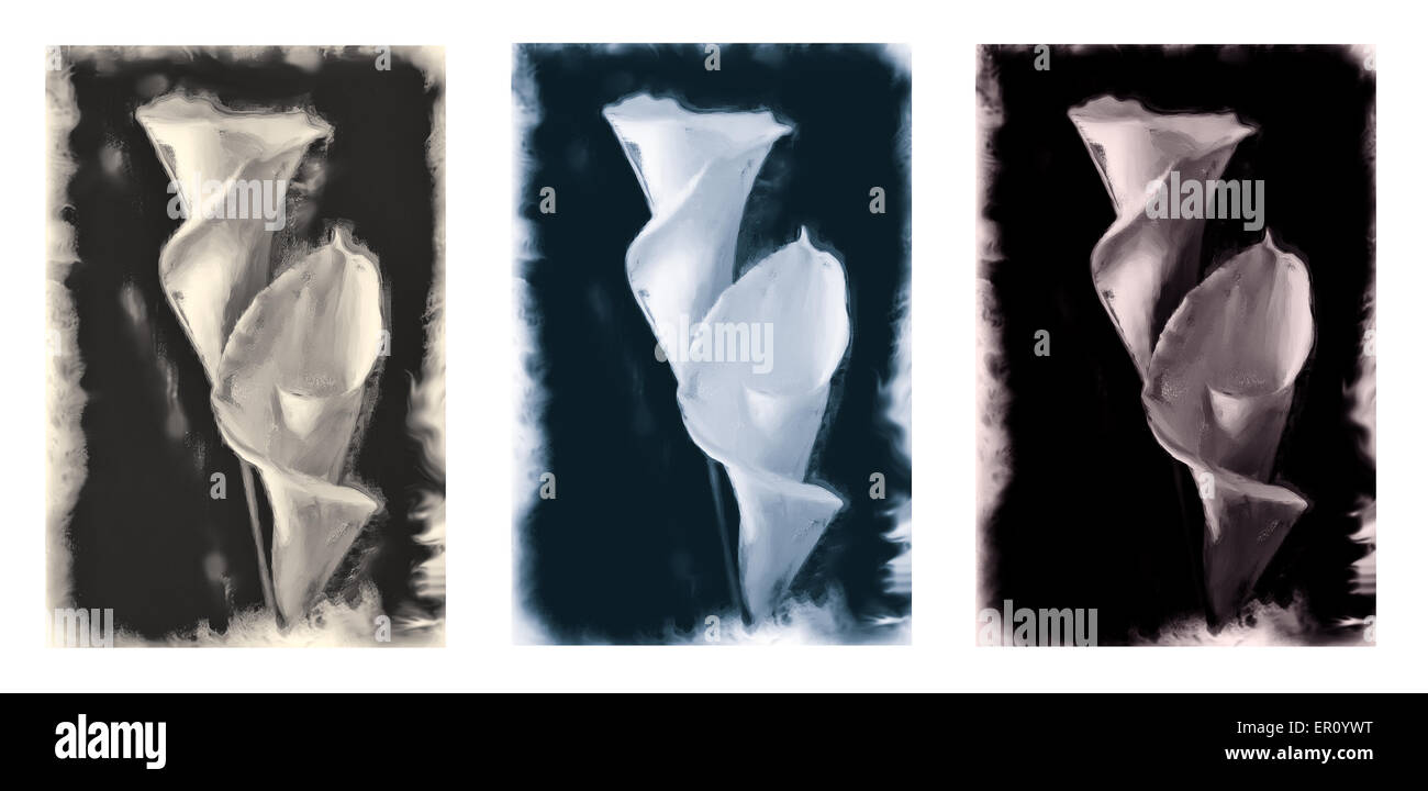 Triptyque de zantedeschia debout sur un fond noir. Trois tons noir et blanc version picturale (modifié numériquement). Banque D'Images