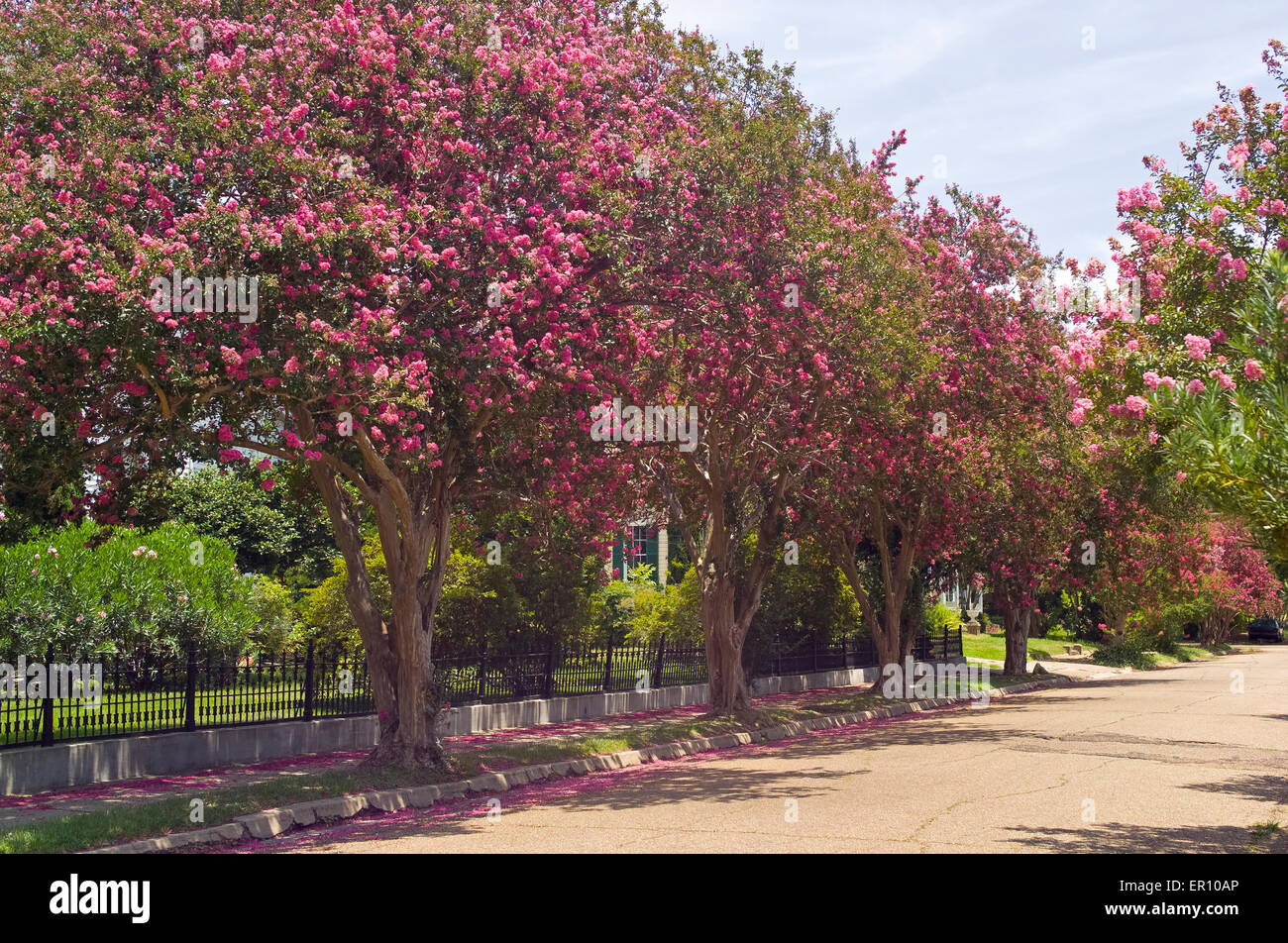 Crape Myrtle arbres à fleurs rose brillant apporter des couleurs à une rue résidentielle tranquille dans la ville historique de Natchez, Mississippi, USA. Banque D'Images