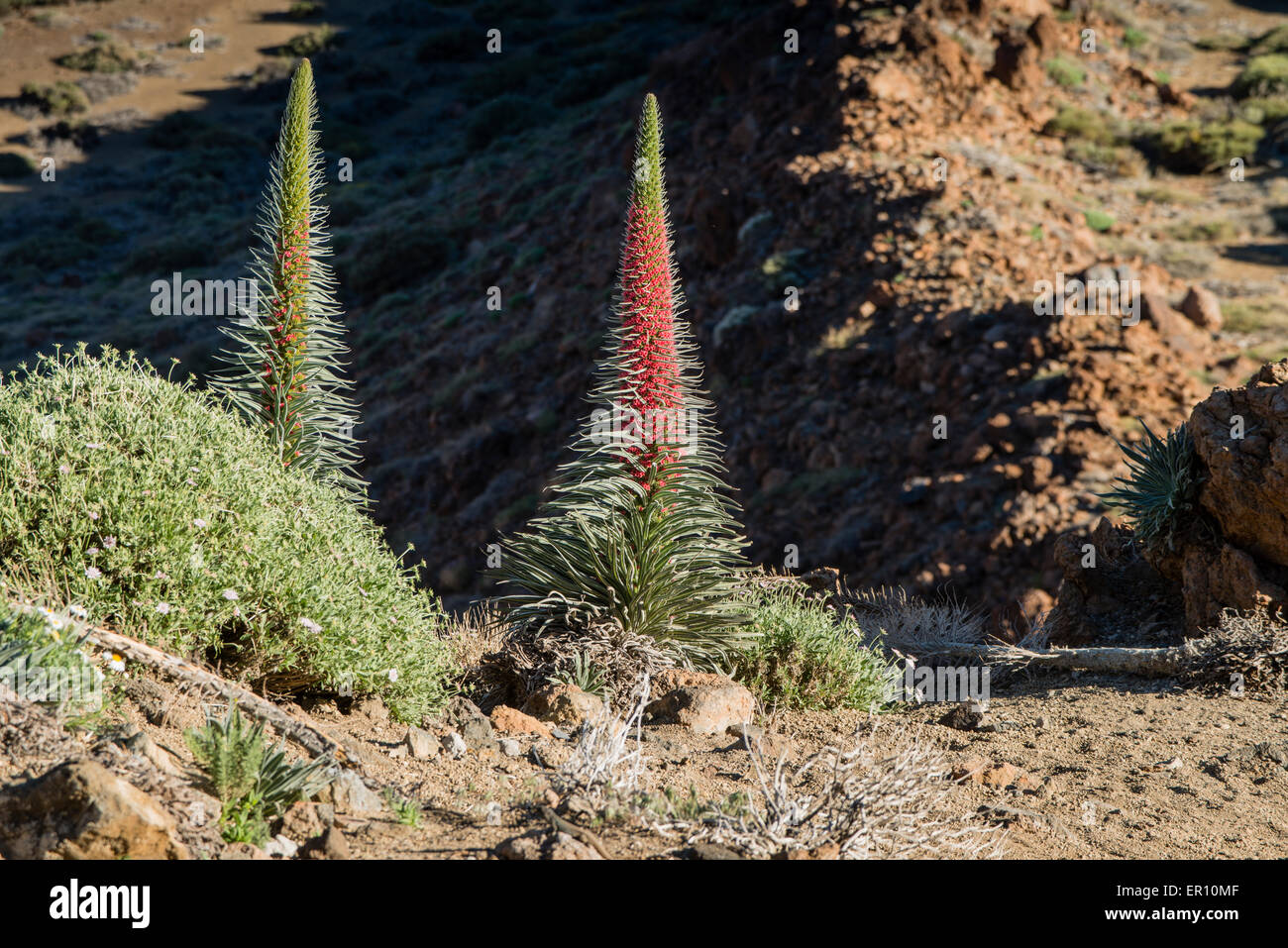 La Vipérine commune (Tajinaste Rojo rouge en espagnol, Echium wildpretii) est une plante endémique de la Cañadas del Teide National Park Banque D'Images