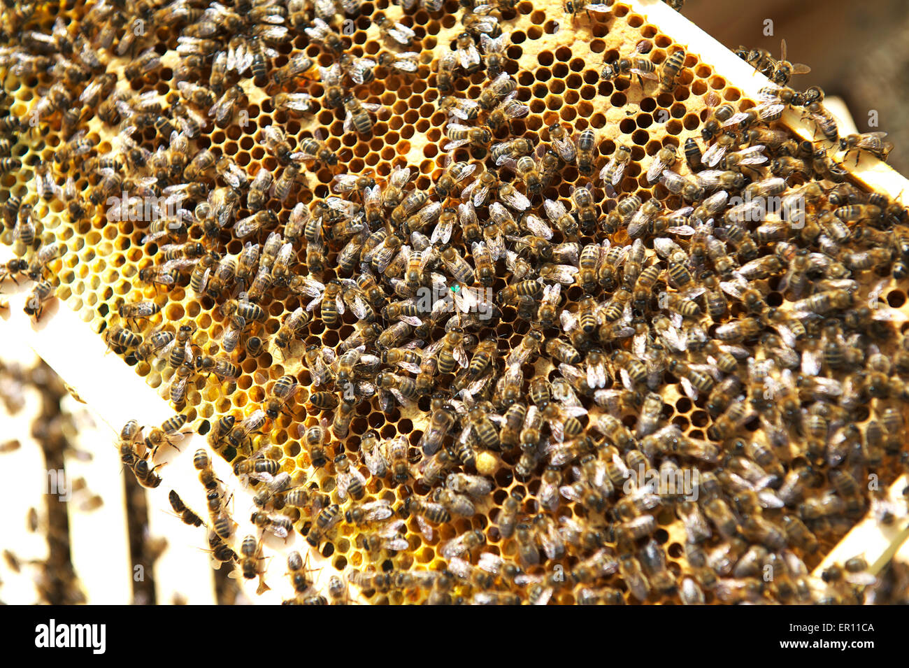 La Reine... Elle est le milieu bee avec une légère teinte verte Banque D'Images