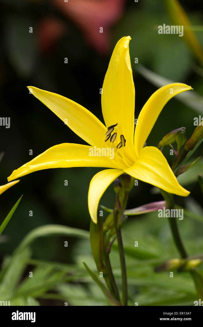 Fleur jaune brun soutenu du début blooming day lily, Hemerocallis dumortieri Banque D'Images