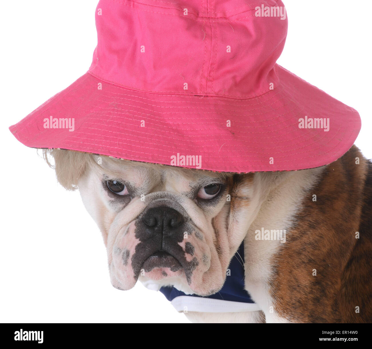 Chien femelle portant perruque et chapeau sur fond blanc - bulldog Banque D'Images