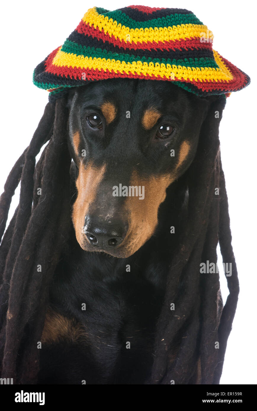 Chien en costume Banque de photographies et d’images à haute résolution Alamy