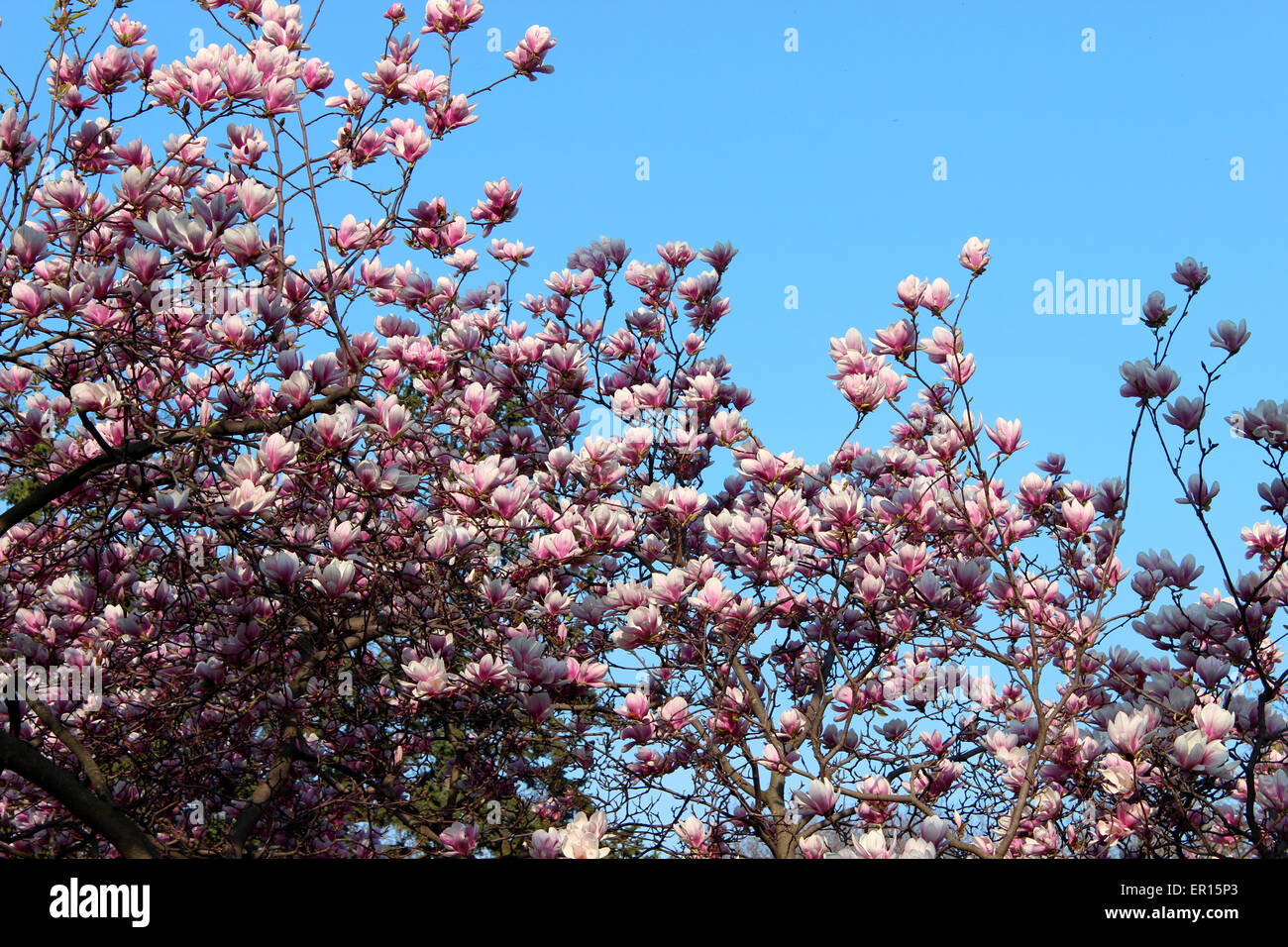 Étonnamment recouverts de fleurs colorées sur un arbre matin effacé d'un printemps canadien Banque D'Images