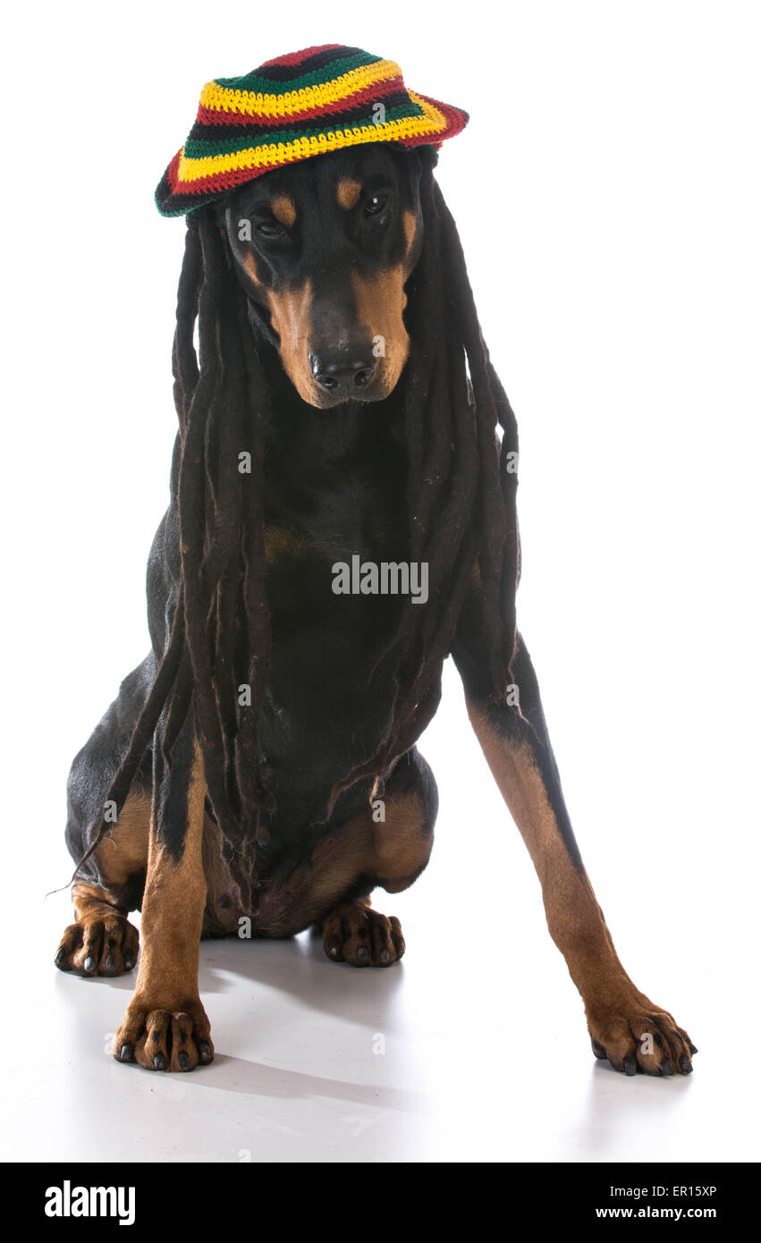 Dreadlocks de chien Banque de photographies et d’images à haute résolution Alamy
