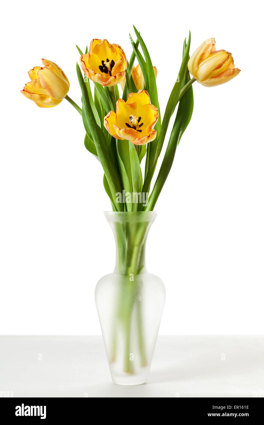 Tulipe Jaune Rouge Orange Tulip Flowers isolated on White Banque D'Images