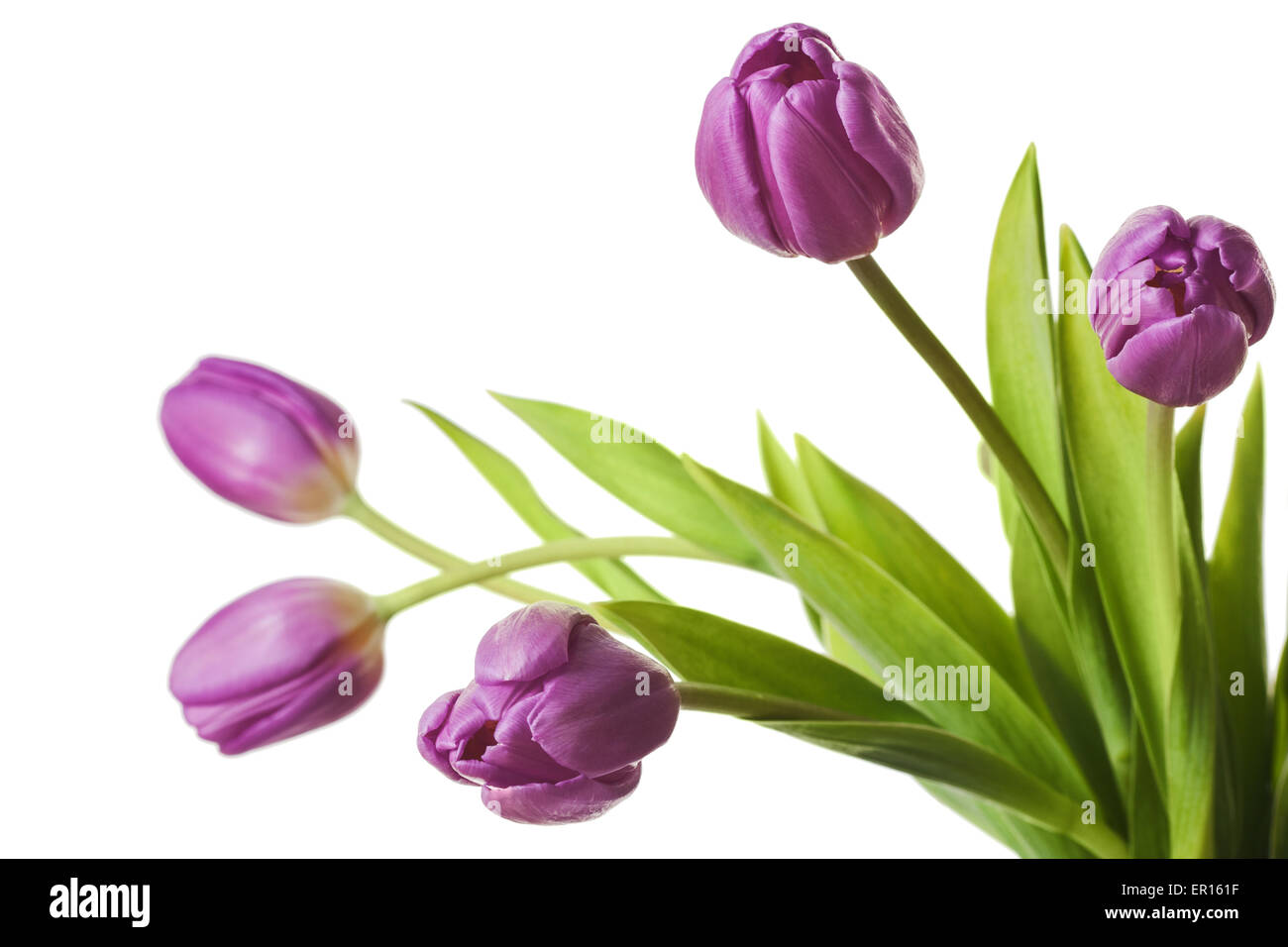 Tulipes Violet Purple Tulip Flowers isolated on White Banque D'Images