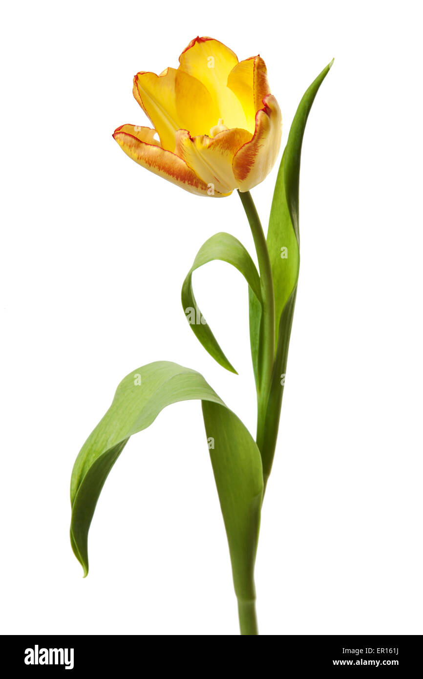 Tulipe Jaune Rouge Orange Tulip Flowers isolated on White Banque D'Images