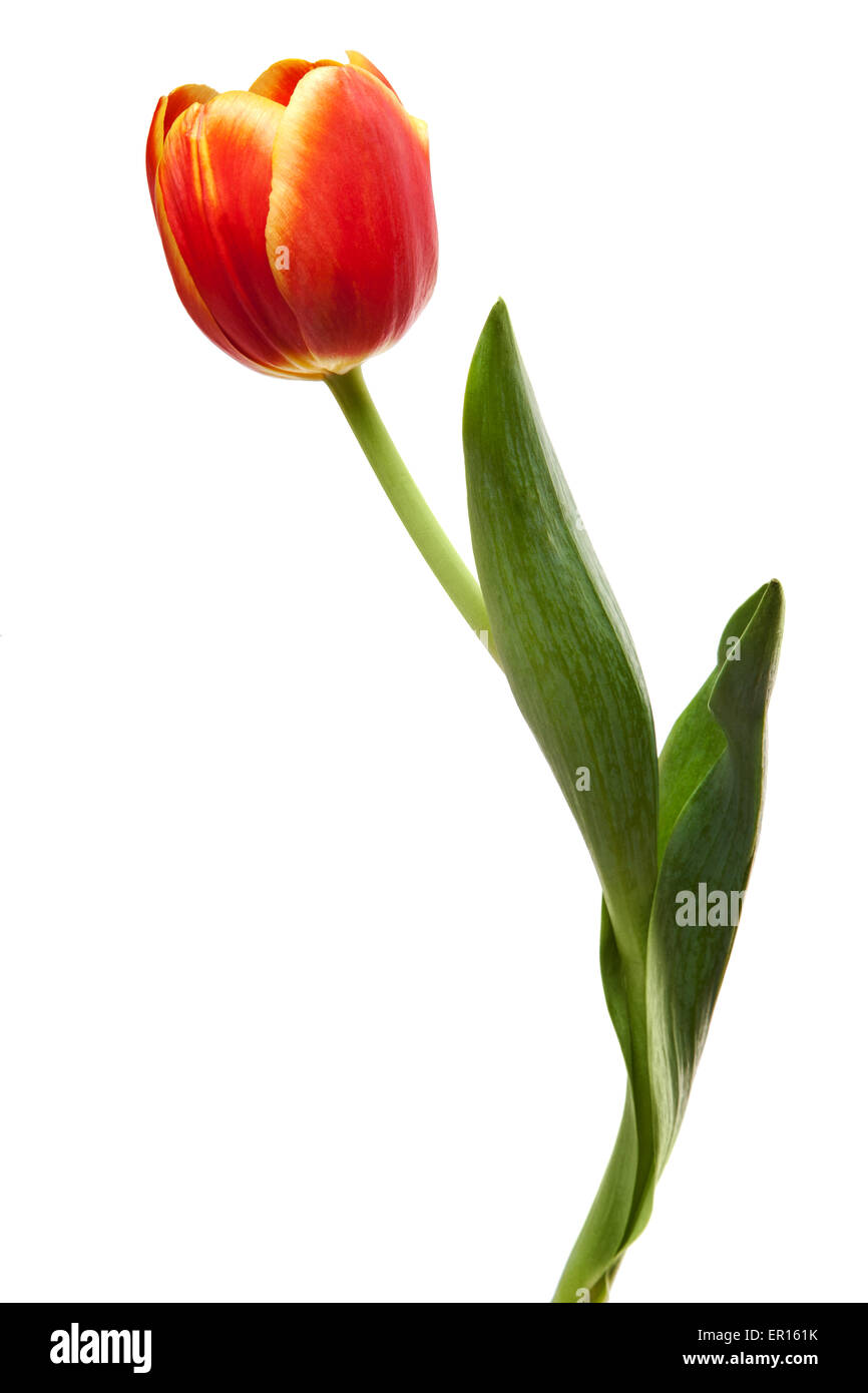Tulipe Jaune Rouge Orange Tulip Flowers isolated on White Banque D'Images
