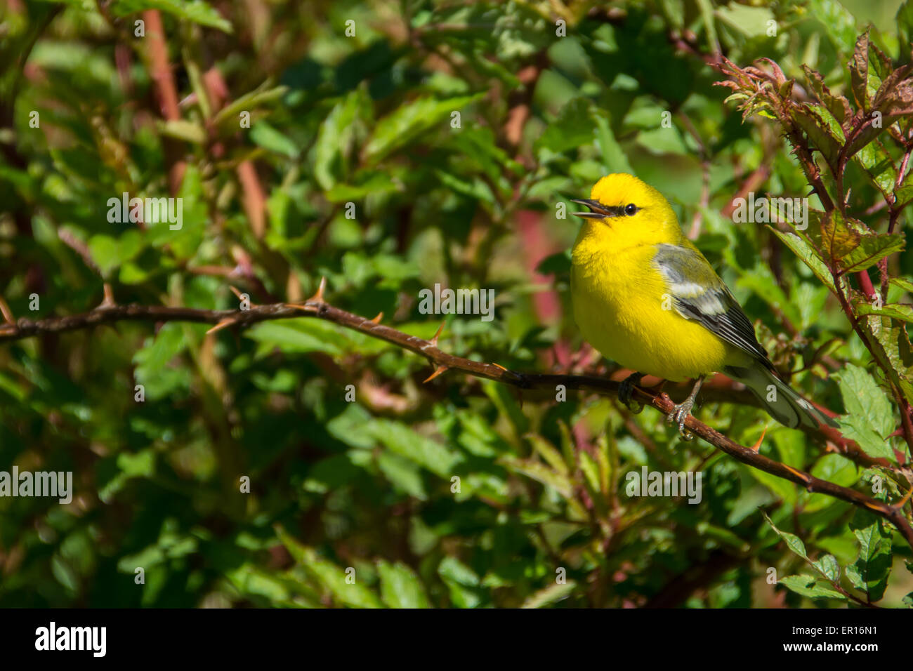 Une Paruline à ailes bleues, perché sur une branche de chant. Banque D'Images