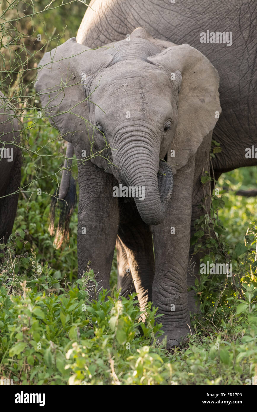 Bébé éléphant manger, Tanzanie Banque D'Images