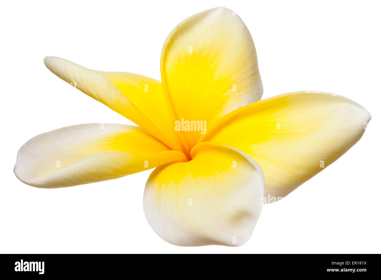 Fleur de frangipanier Plumeria fleurs tropicales jaune et blanc sur blanc  Photo Stock - Alamy