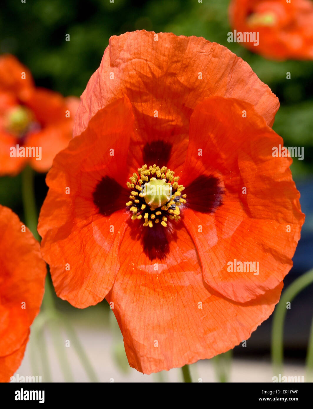 Luebbenau, Allemagne. 21 mai, 2015. La lutte contre les mauvaises herbes en fleurs rouges Luebbenau, Allemagne, 21 mai 2015. Photo : Bernd Settnik/dpa/Alamy Live News Banque D'Images