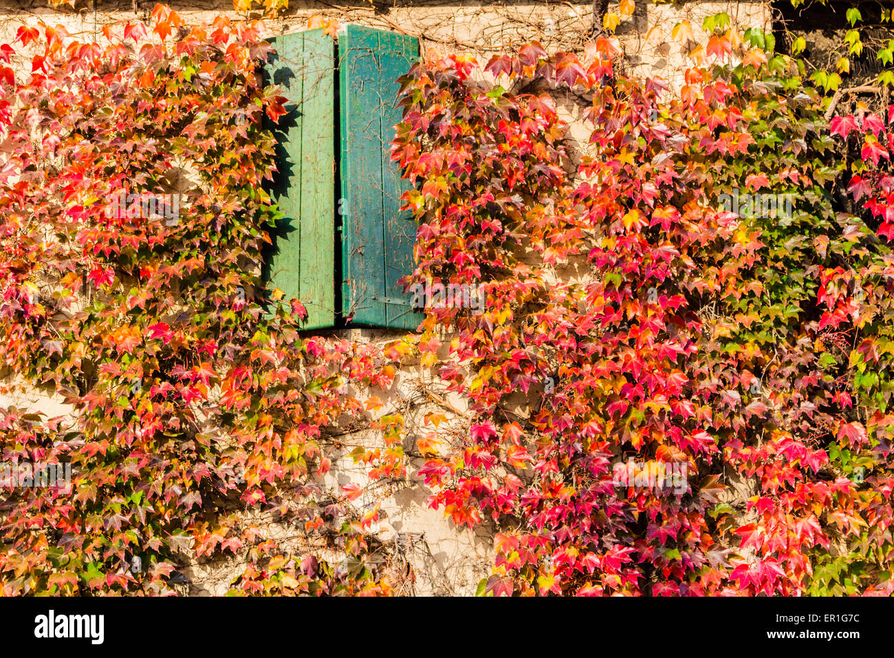 Rouge, vert et orange feuilles d'un réducteur japonais du Parthenocissus tricuspidata veitchii ou à l'automne et l'encadrement entourant un old grunge fenêtre dans une maison typique de campagne italienne d'agriculteurs Banque D'Images