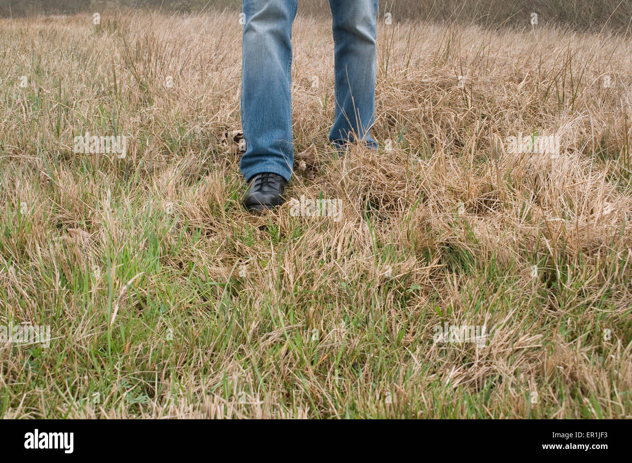 Marcher sur l'herbe séchée des marais en automne Banque D'Images