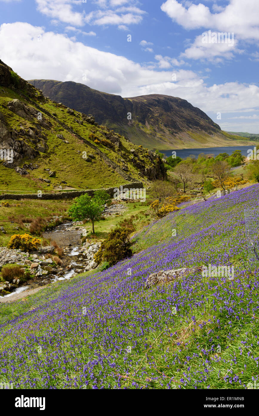 Rannerdale, Cumbria en saison bluebell Banque D'Images