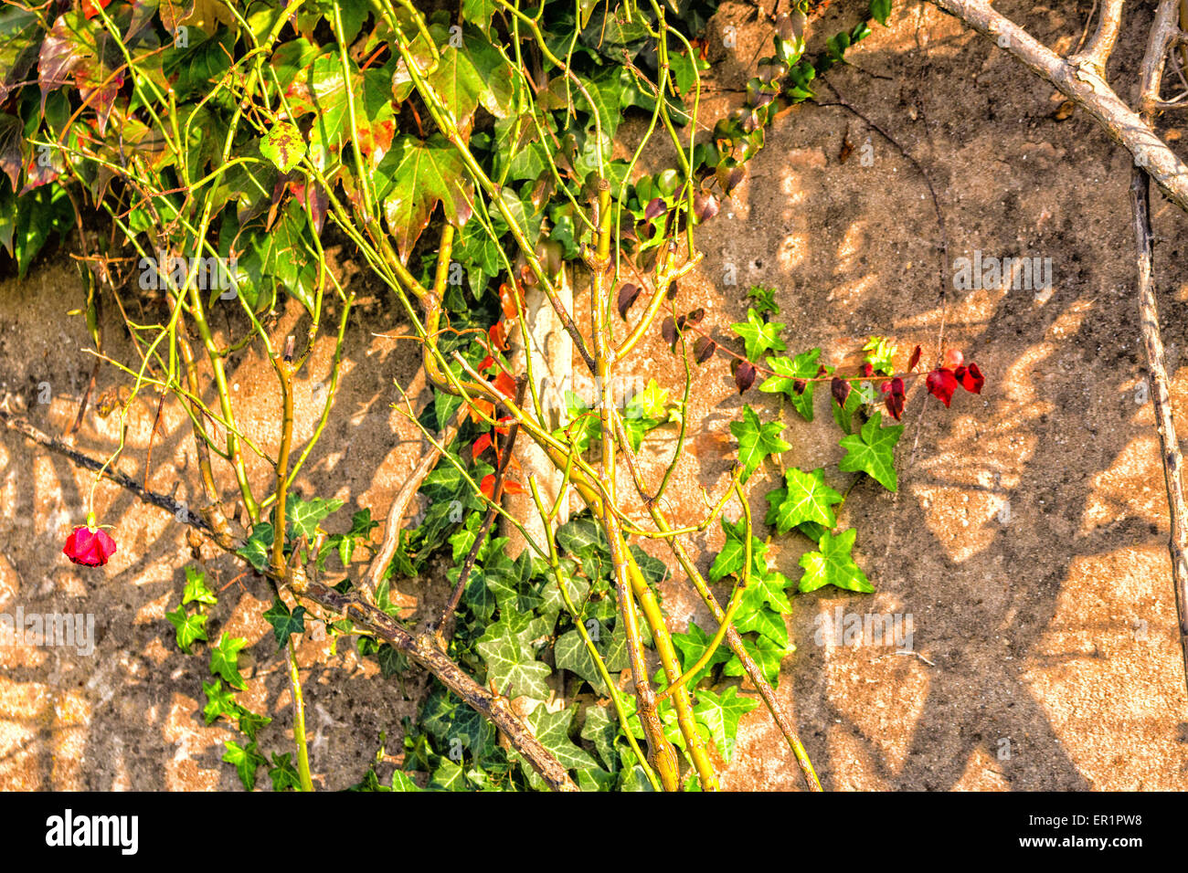 Rouge, vert et orange feuilles d'un réducteur japonais, du Parthenocissus tricuspidata veitchii, lierre vert et rose et rouge à l'automne sur un vieux mur grunge dans un agriculteur typique maison en campagne italienne Banque D'Images