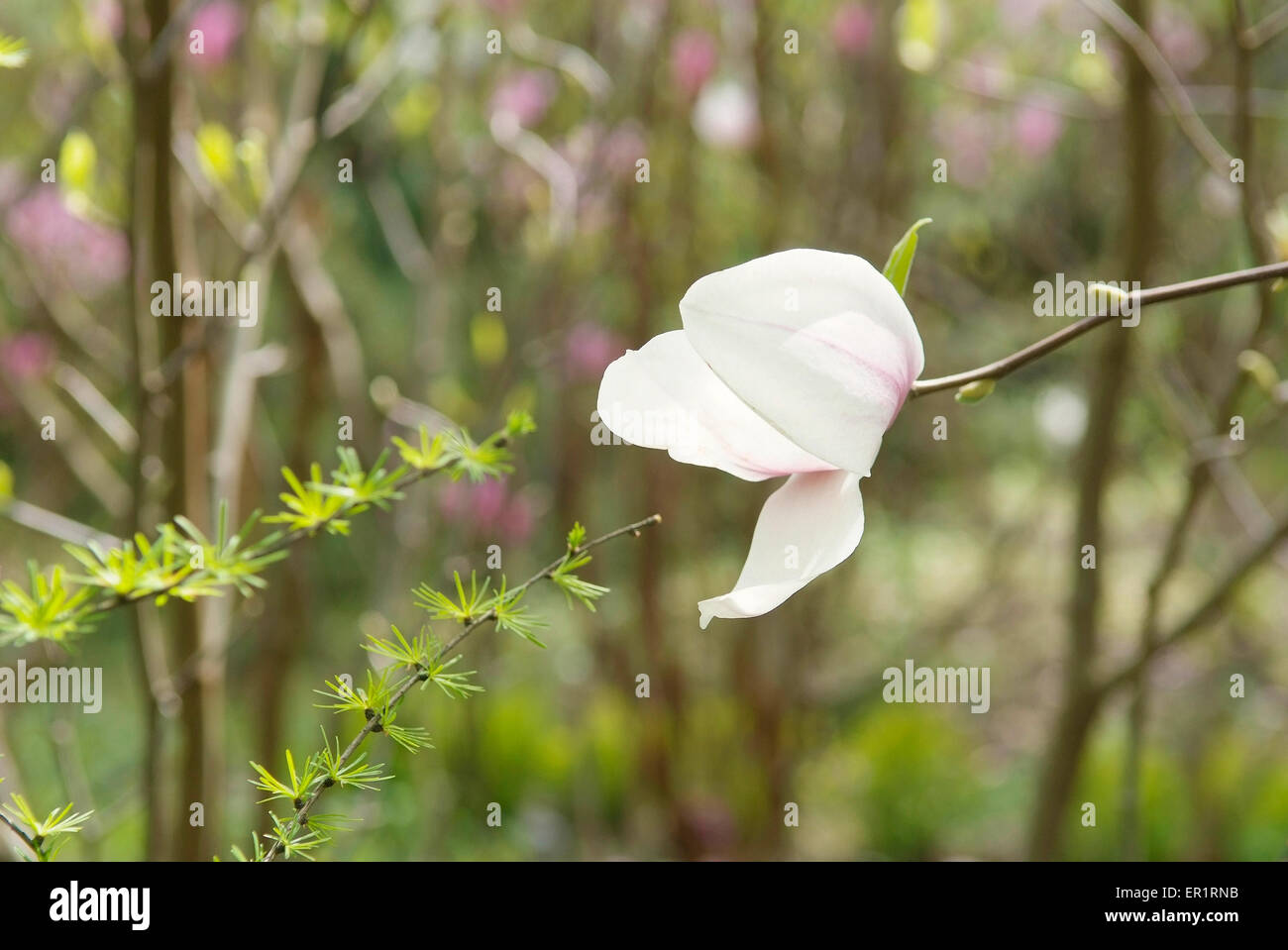 Magnolia fleur sur l'arrière-plan flou vert printemps Banque D'Images