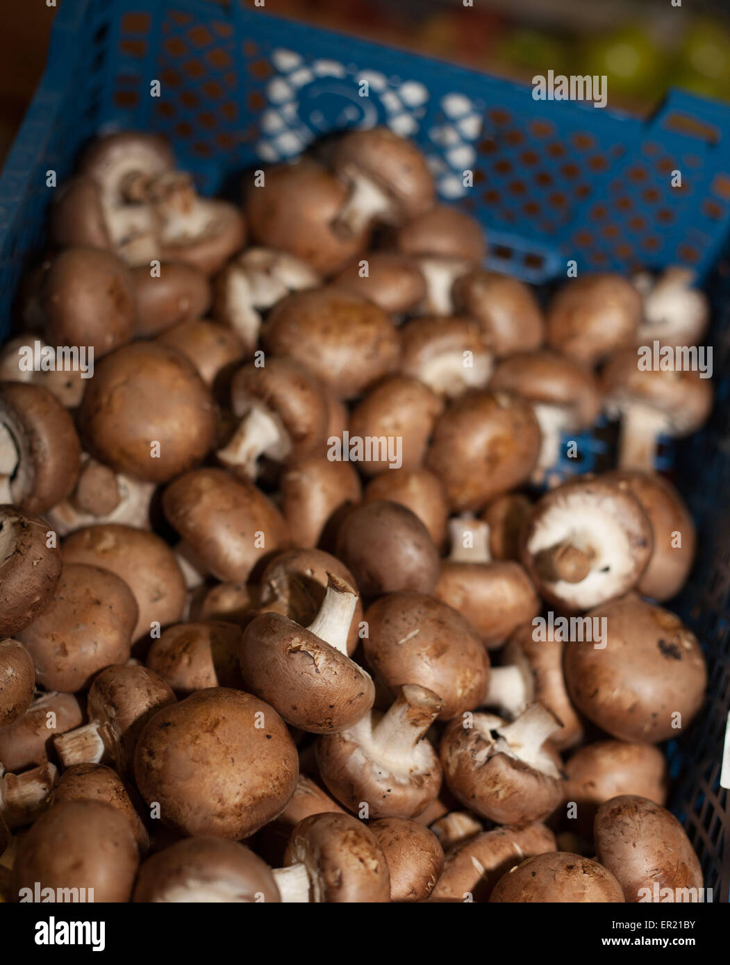 champignons Banque D'Images