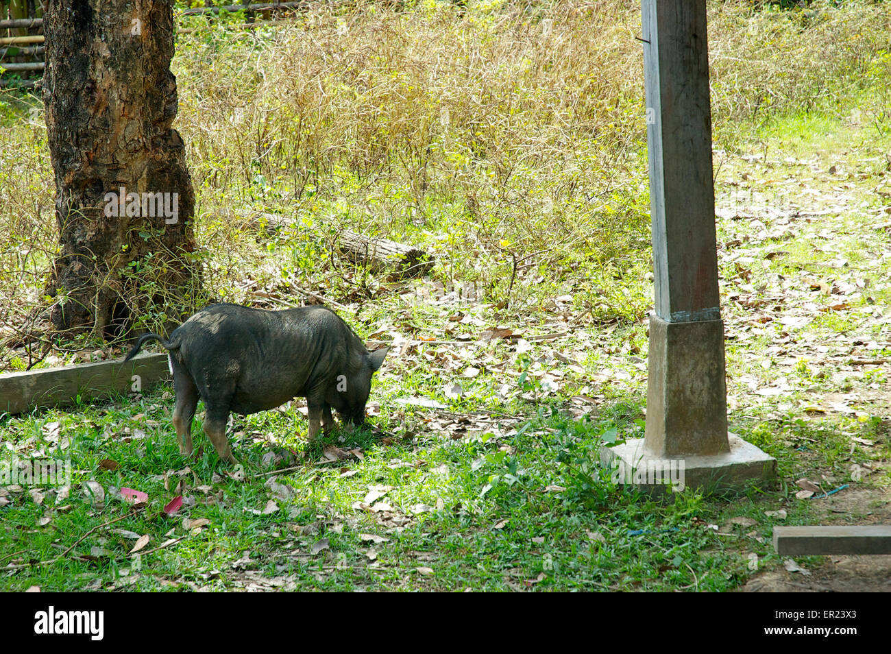 Cochon sauvage de nourriture dans le village cambodgien. Banque D'Images