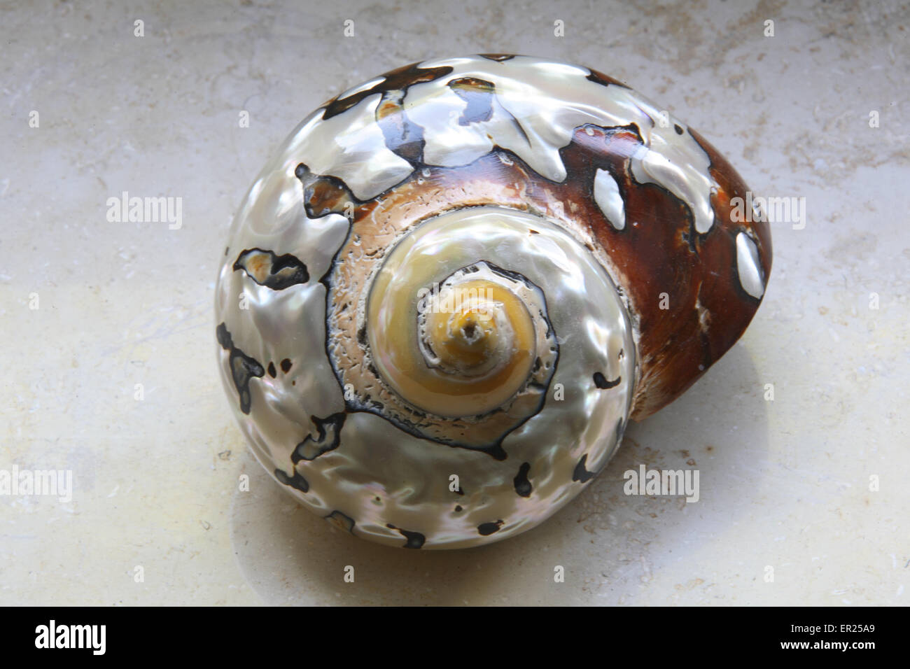 DEU, Allemagne, coquille d'un escargot de mer, partiellement polies. DEU, Deutschland, Haus von Meeresschnecke, teilweise poliert. Banque D'Images