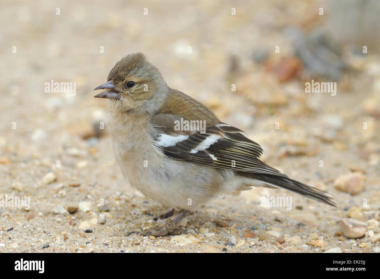 Une femelle pinson pinson ou conjoint (Fringilla coelebs). Lepe, Exbury, Hampshire. Banque D'Images