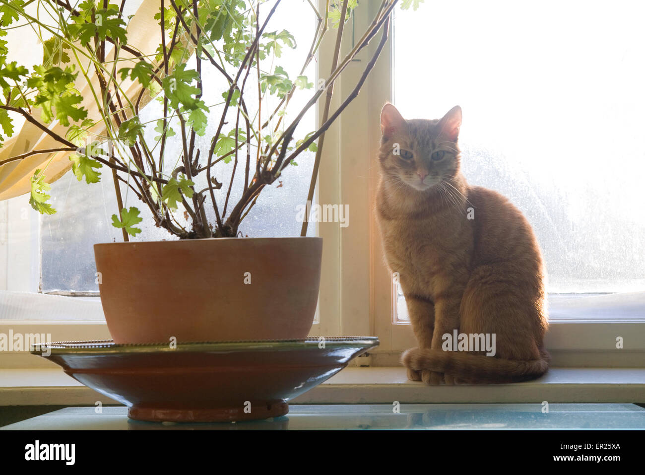 L'Europe, l'Allemagne, la chatte sur un rebord de fenêtre. Europa, Deutschland, Katze auf einer Fensterbank. Banque D'Images