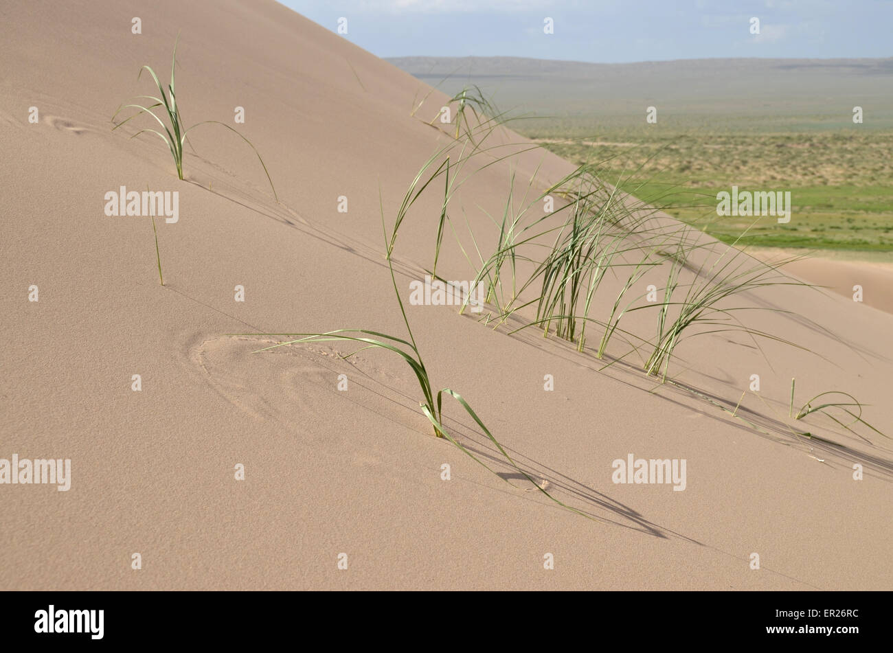 Brins d'herbe sur la Khongoryn dunes de sable dans le désert de Gobi China, la Mongolie. Banque D'Images