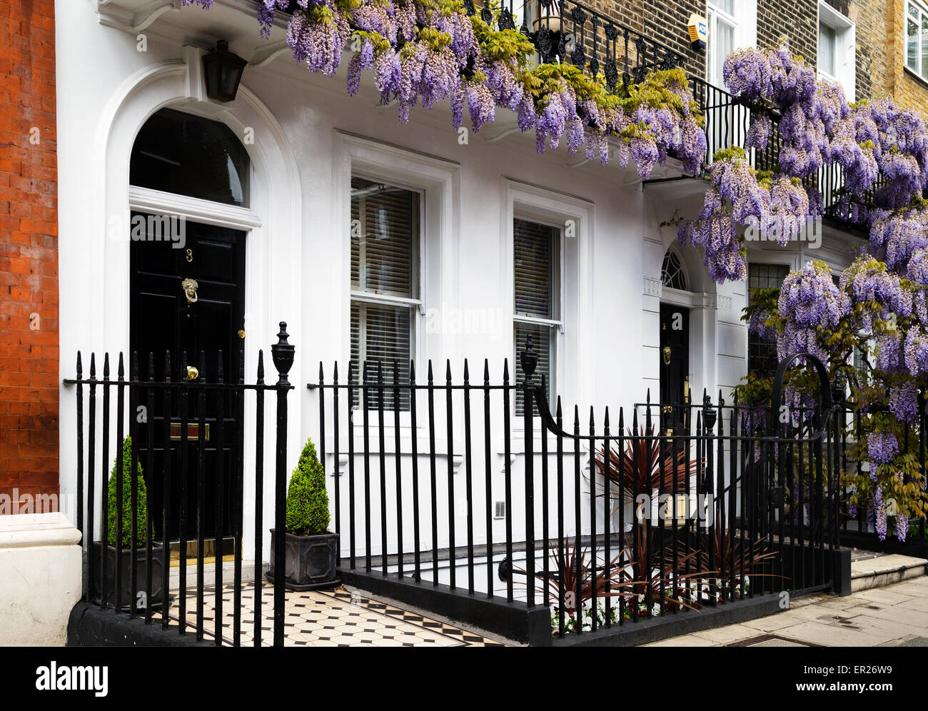 Wisteria blossom afficher, Marylebone, Londres, Angleterre, Royaume-Uni Banque D'Images