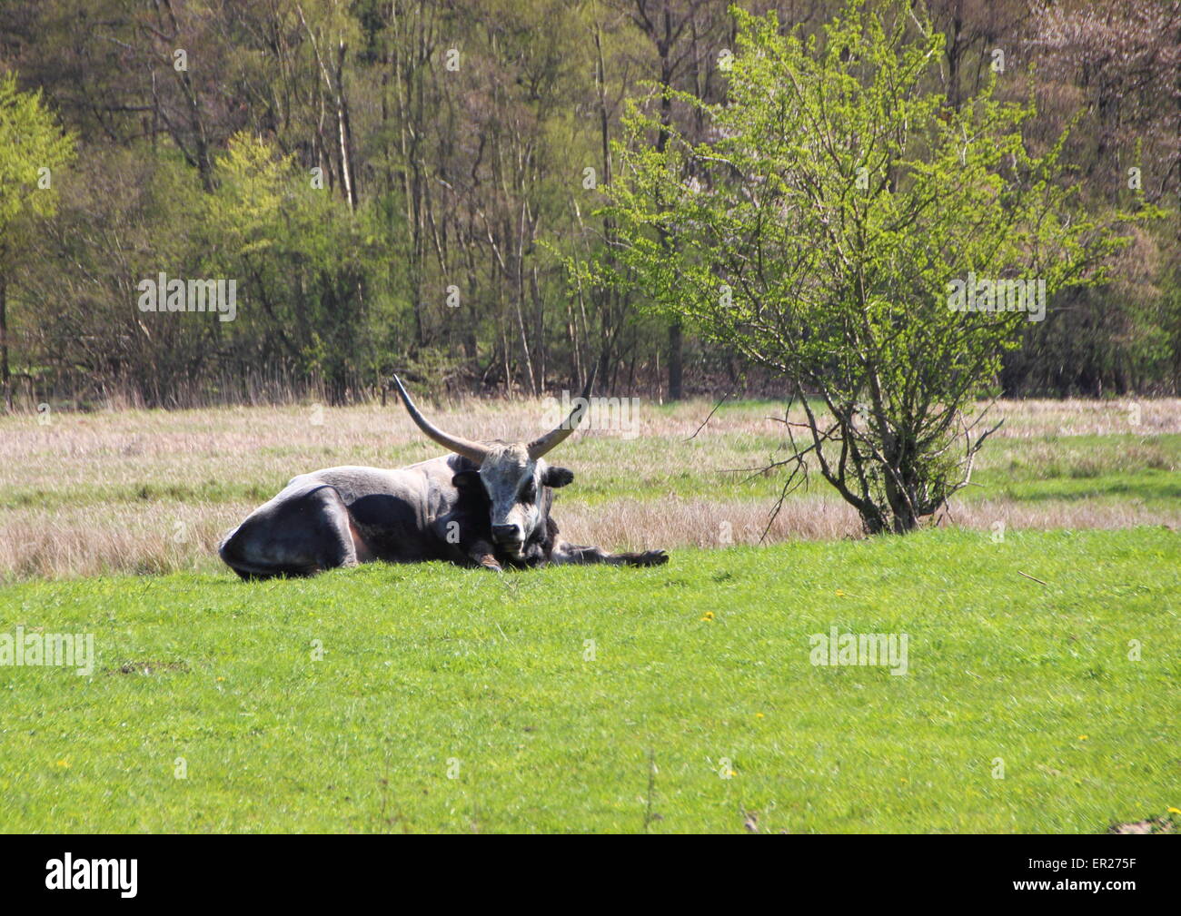 Longhorn mâle gris hongrois Ox en été sur le terrain d'herbe verte Banque D'Images