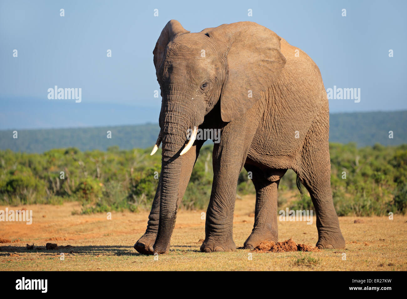 Grand éléphant africain bull (Loxodonta africana), l'Addo Elephant National Park, Afrique du Sud Banque D'Images
