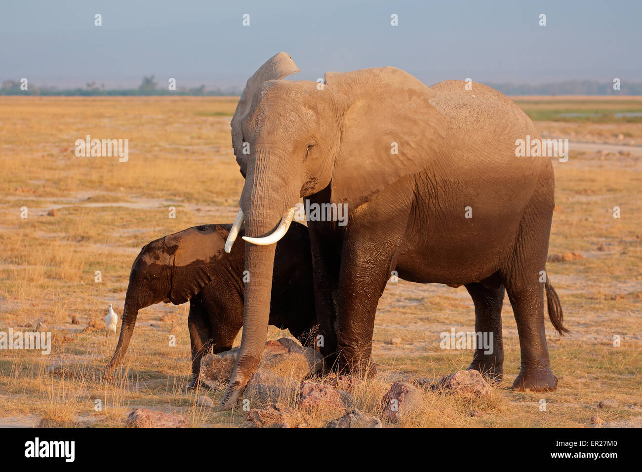 L'éléphant africain (Loxodonta africana) vache avec veau, Parc National d'Amboseli, Kenya Banque D'Images