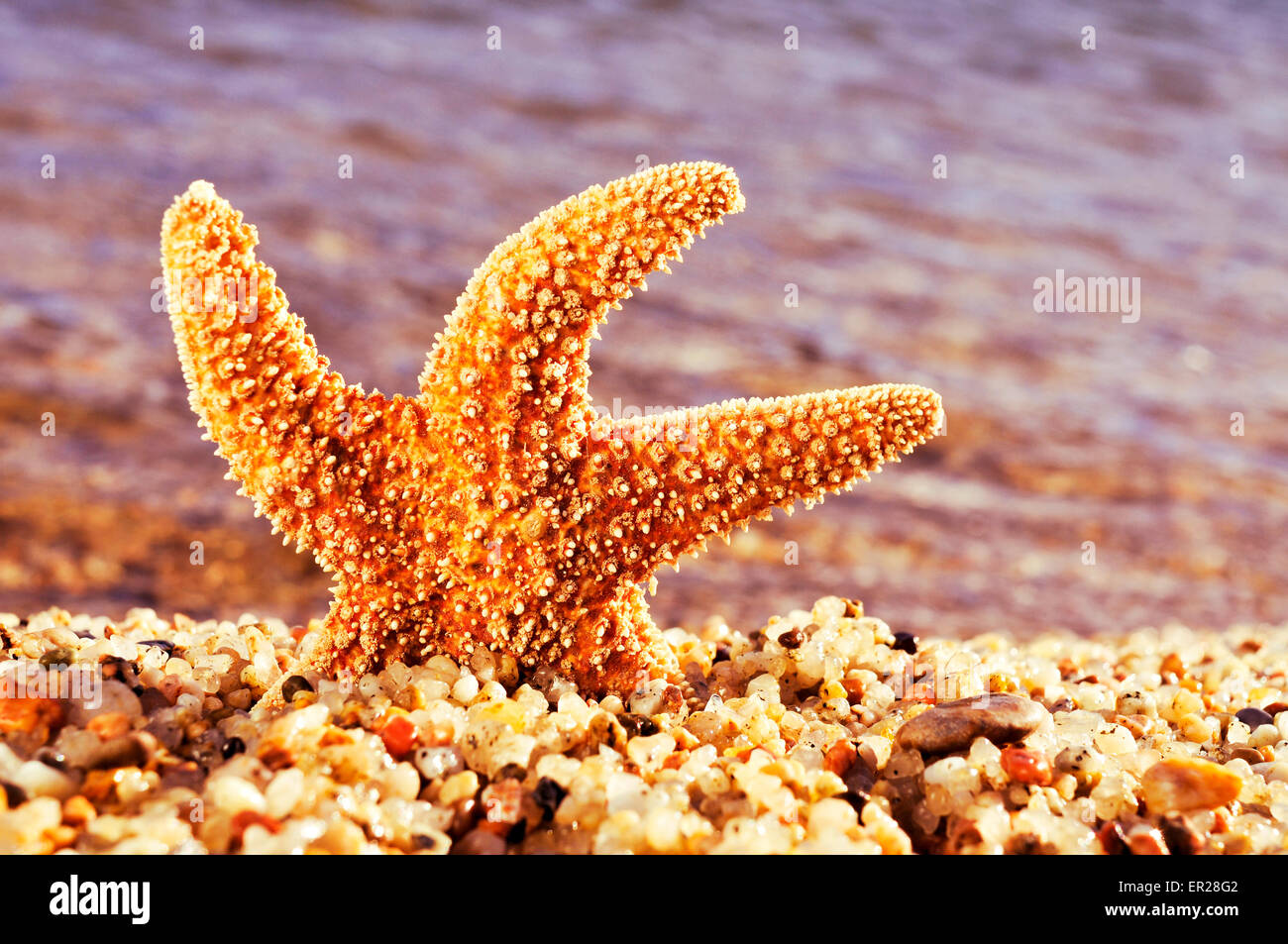 Libre d'une orange seastar dans le rivage de la mer Banque D'Images