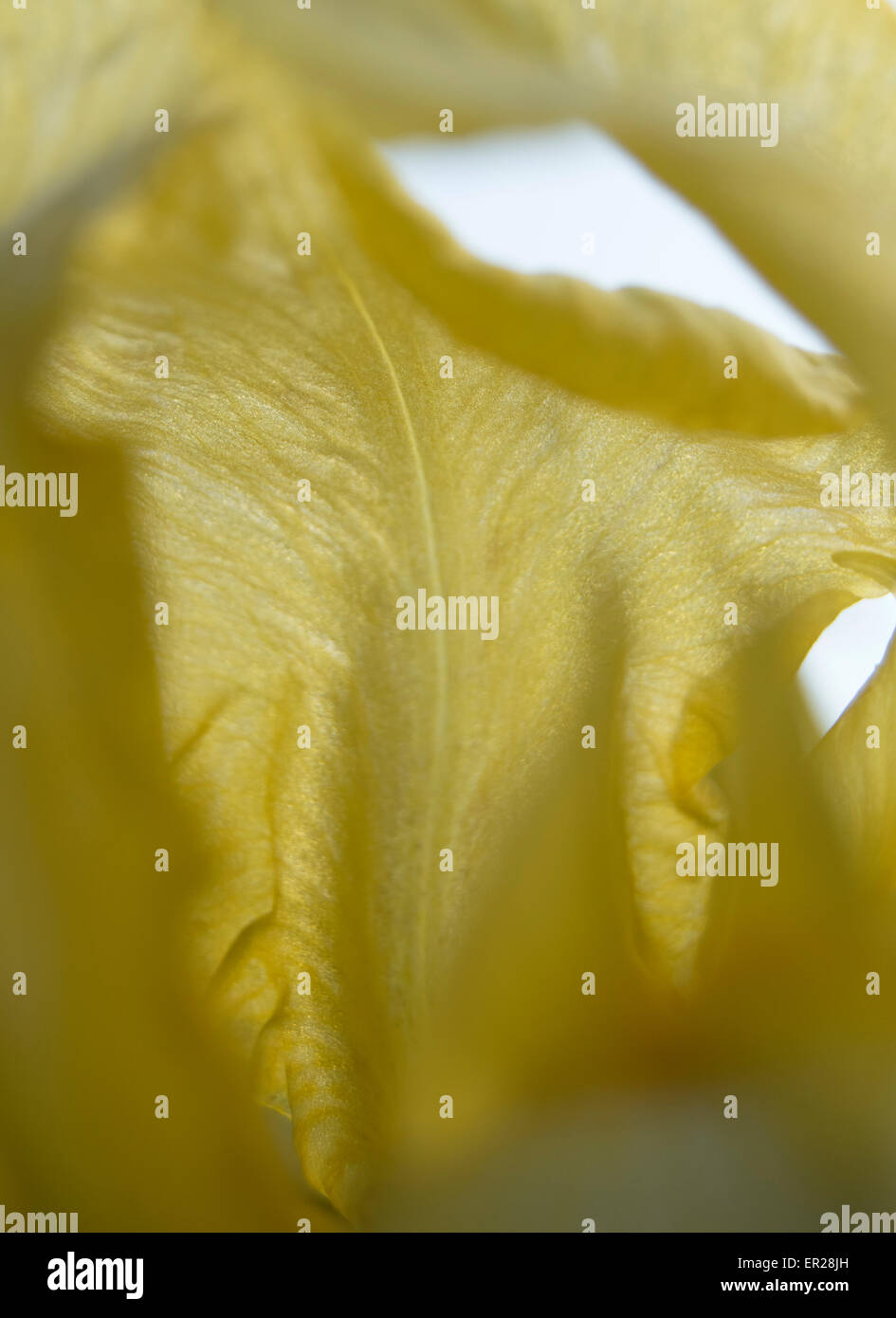Iris fleurs jaune abstract accent Banque D'Images