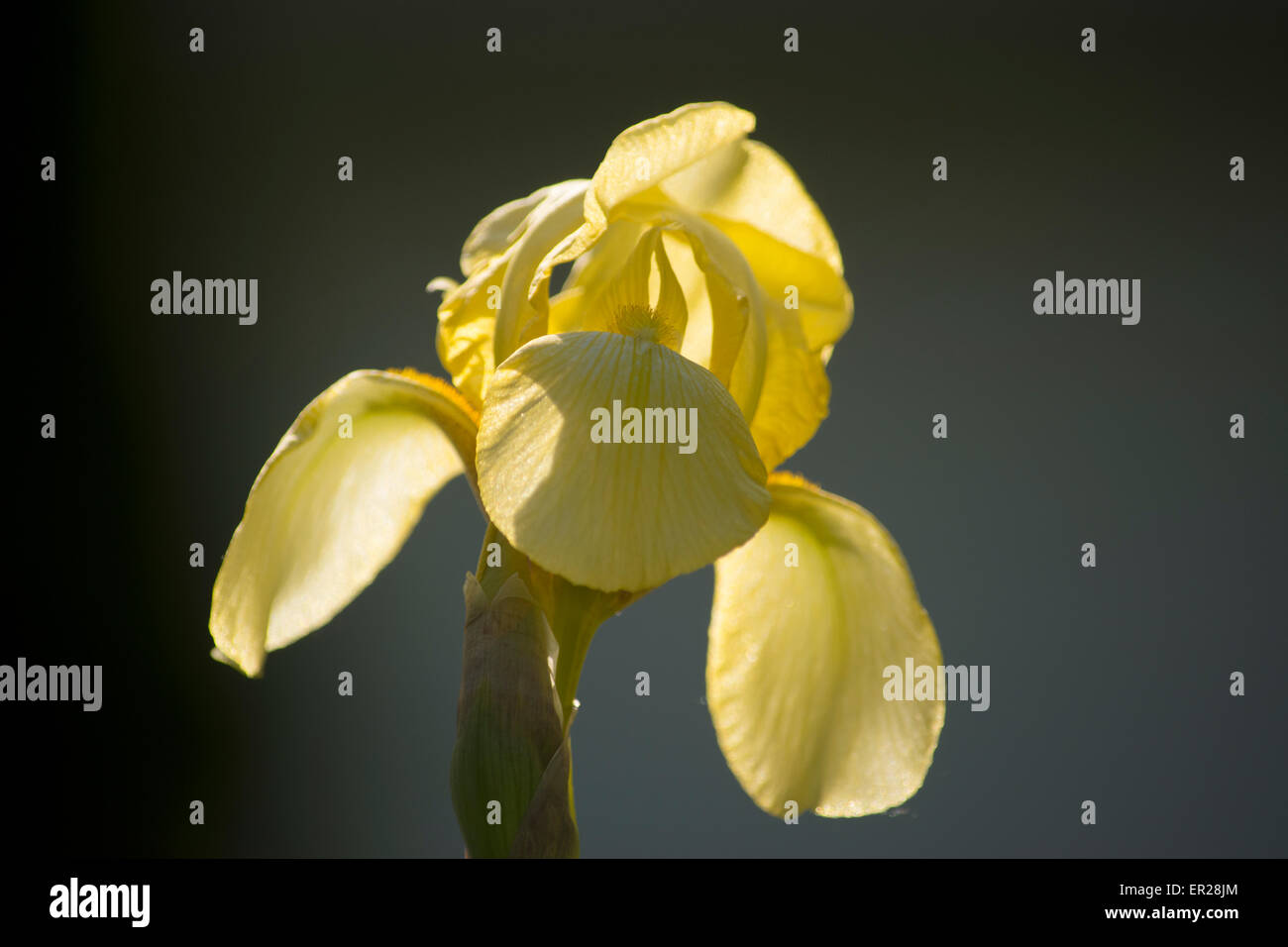 Iris fleurs jaune abstract accent Banque D'Images