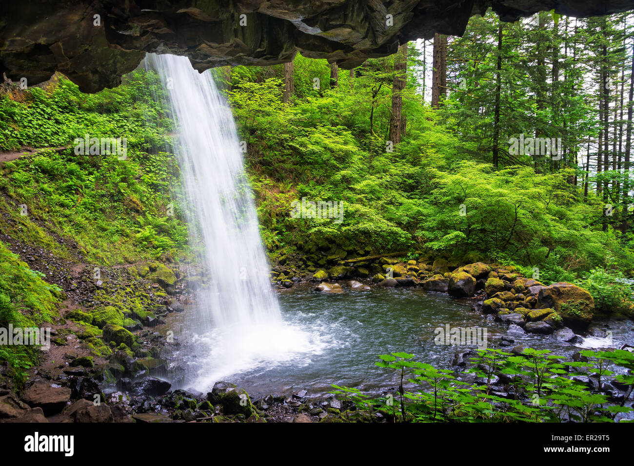 Vue de derrière de prêle tombe dans la gorge du Columbia dans l'Oregon Banque D'Images