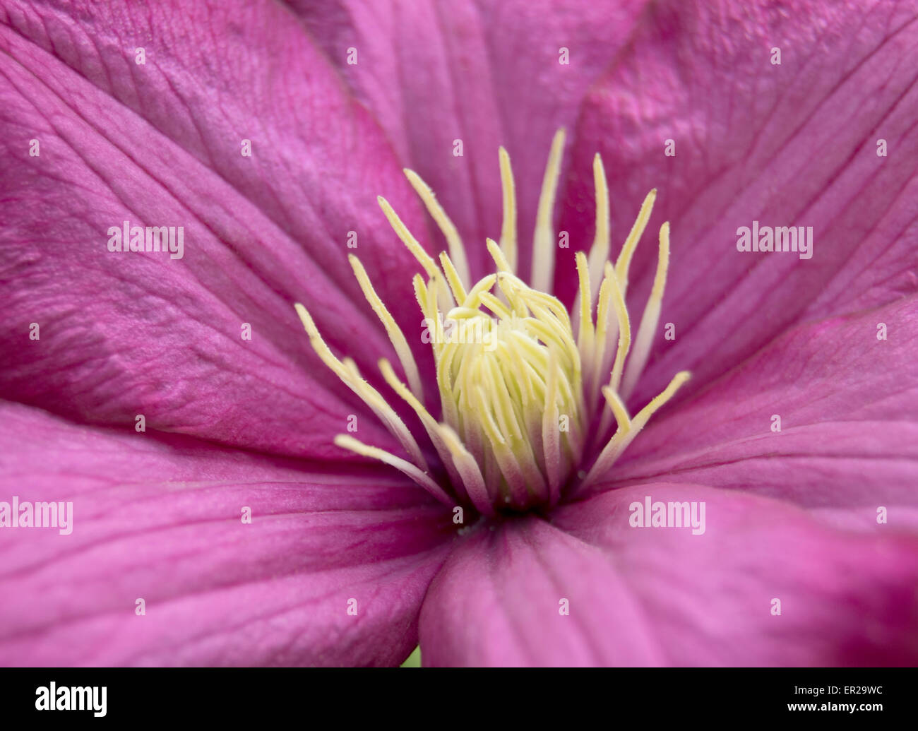 Clematis flower closeup résumé Banque D'Images