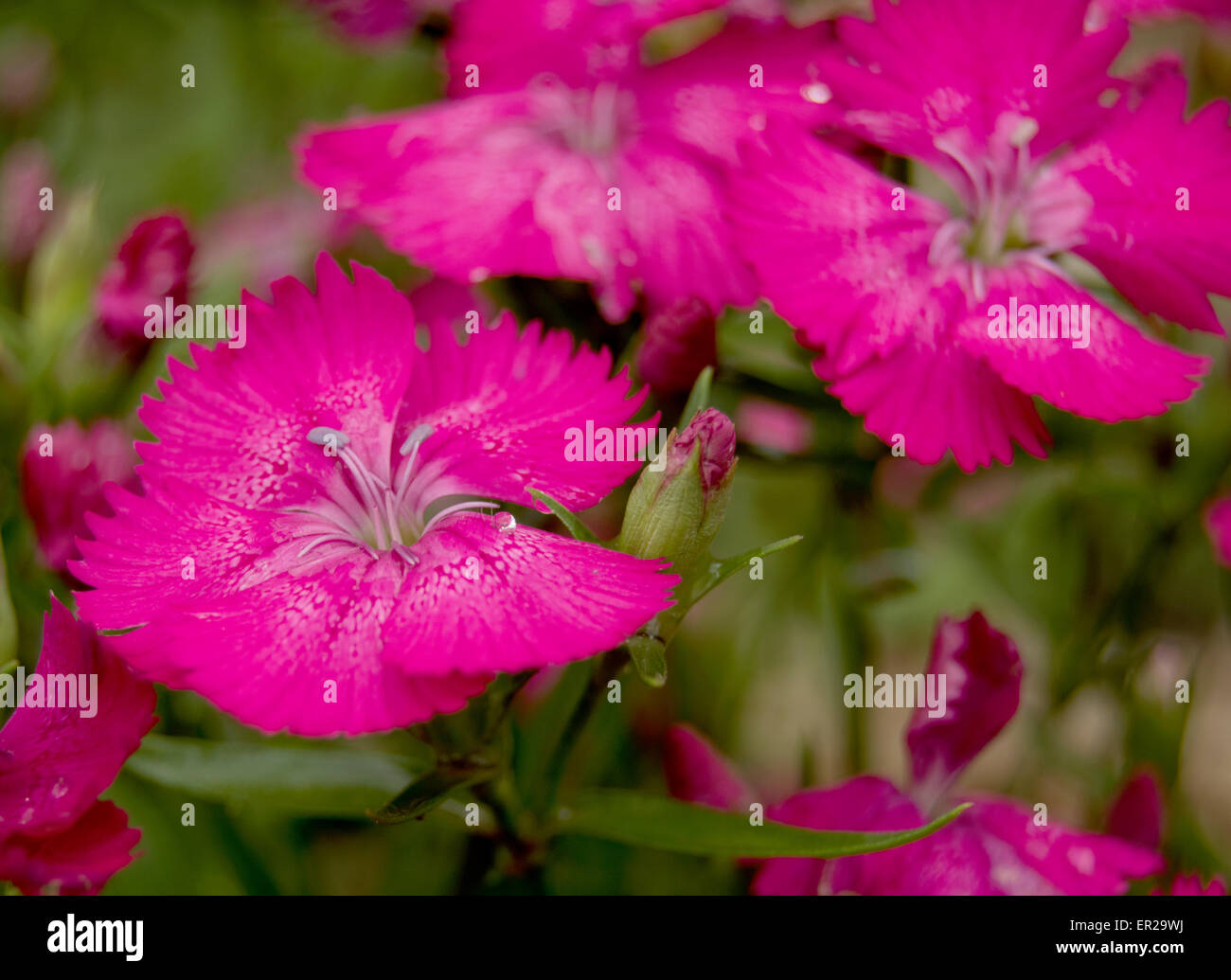 Fleurs rose avec fond vert flou abstrait Banque D'Images