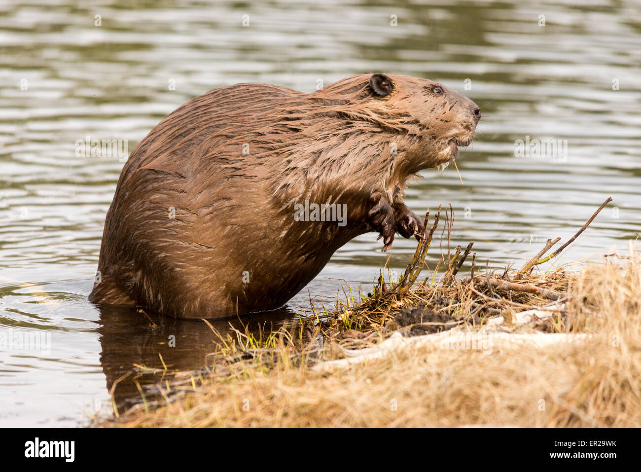 Un castor debout sur ses pattes près du bord de l'eau Banque D'Images